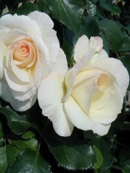 Rosier grimpant 'Schneewaltzer'