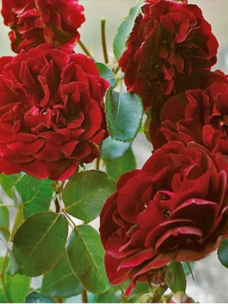 Rosier grimpant 'Sénégal'