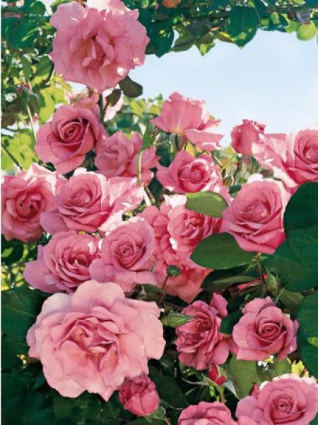 Rosier grimpant 'Social Climber'