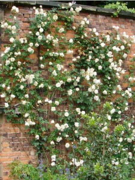 Rosier grimpant 'Sombreuil'