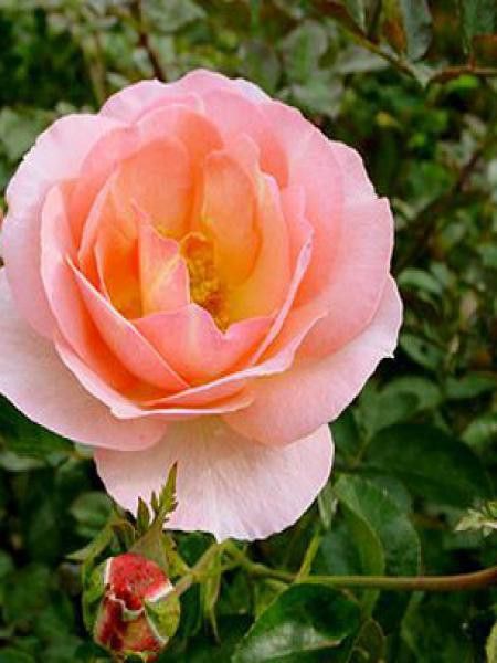 Rosier grimpant 'Sorbet'