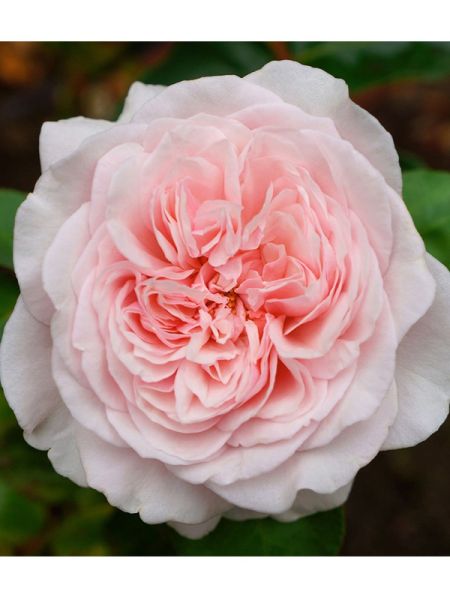 Rosier grimpant 'Souvenir de la Malmaison Climbing'