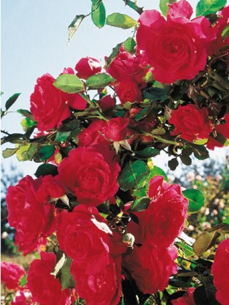 Rosier grimpant 'Stairway to Heaven'®