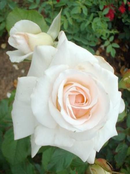 Rosier grimpant 'Swan Lake'