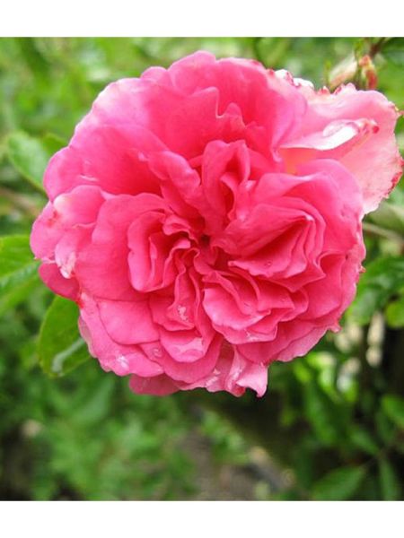 Rosier grimpant 'Tausendschön'
