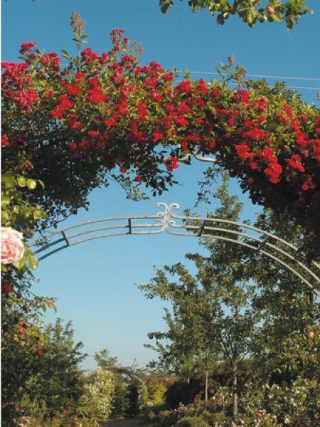 Rosier grimpant 'Turner's Crimson Rambler'