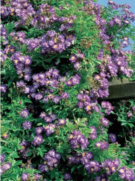 Rosier grimpant 'Veilchenblau'