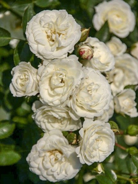 Rosier grimpant 'Waltz '