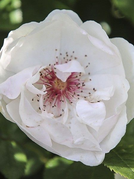 Rosier 'Jacqueline du Pré'