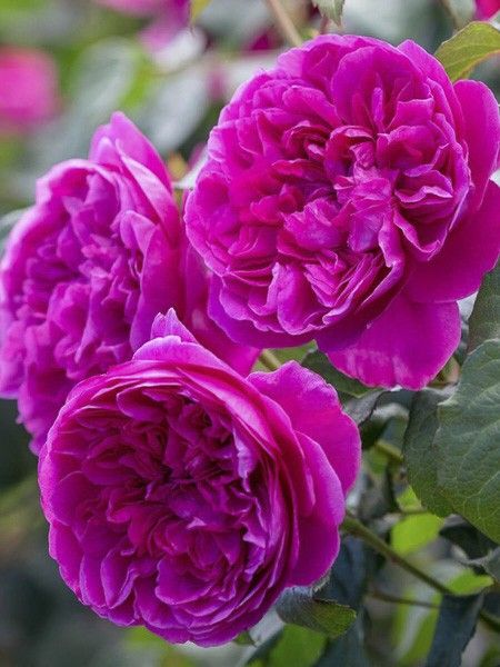 Rosier 'James L Austin '