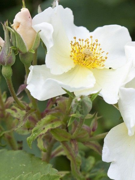 Rosier 'Kew Gardens'