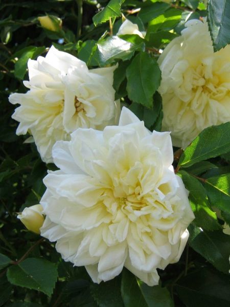 Rosier liane 'Alberic Barbier'