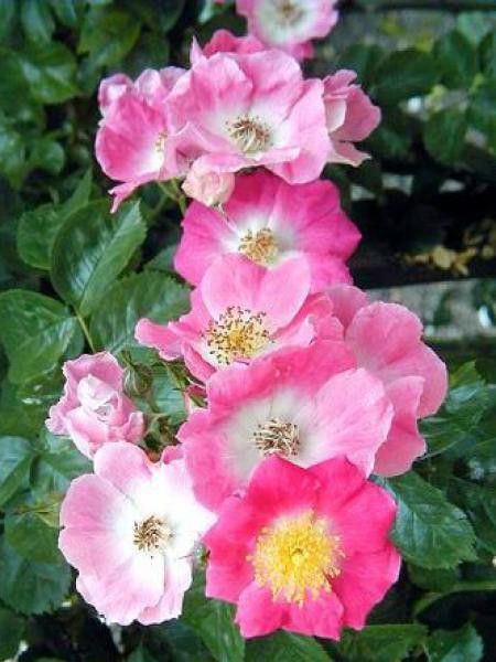 Rosier liane 'American Pillar'
