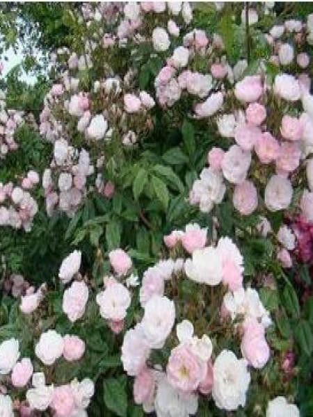 Rosier liane 'Dentelle de Malines'