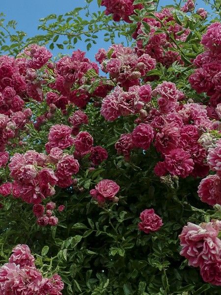 Rosier liane 'Excelsa'