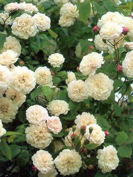 Rosier liane 'Félicité et Perpétue'