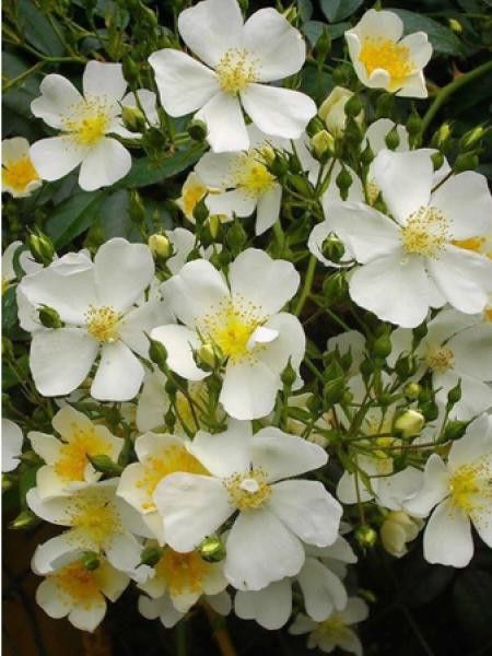 Rosier liane 'Filipes Kiftsgate'