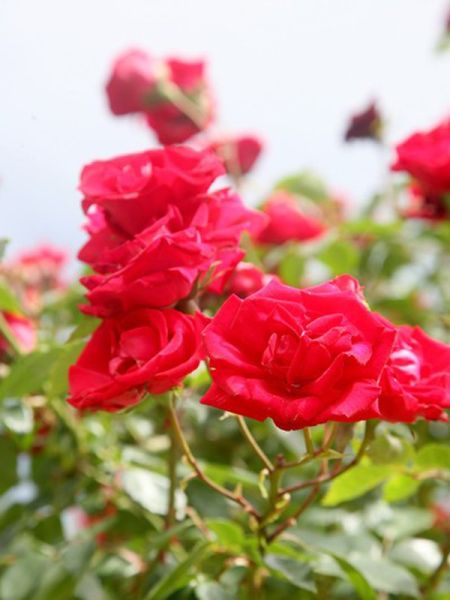 Rosier liane 'Guirlande fleurie'