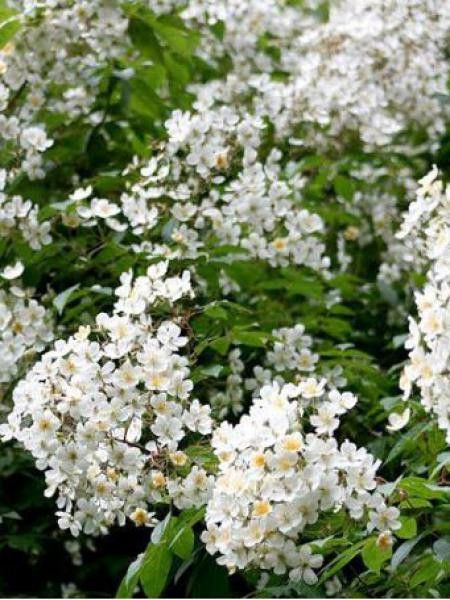 Rosier liane 'Kiftsgate'