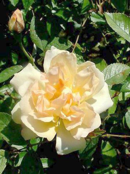 Rosier liane 'Phyllis Bide'