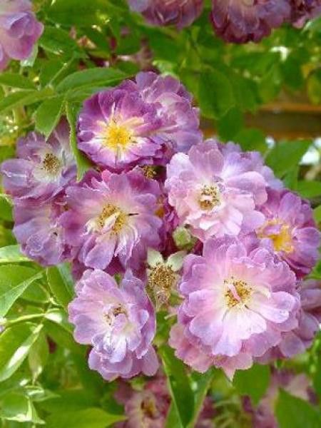 Rosier liane 'Veilchenblau'