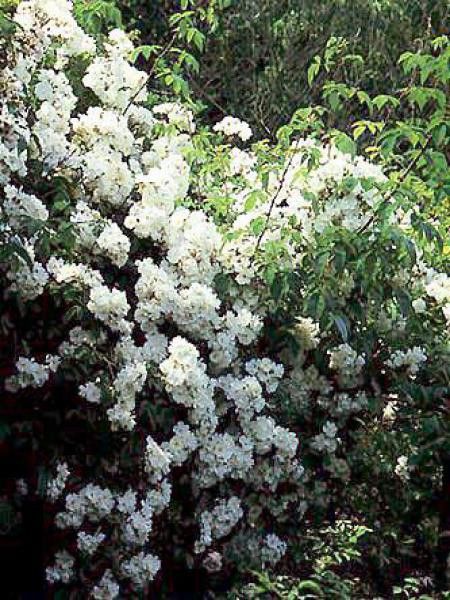 Rosier liane 'Wedding Day'