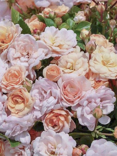 Rosier miniature 'Bordure Nacrée '