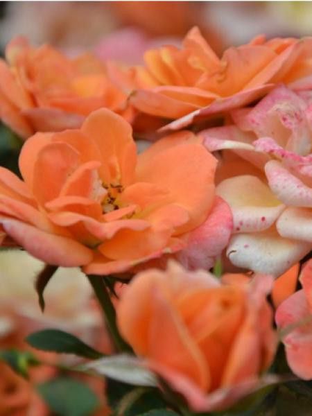 Rosier miniature 'Crackling Fire®'