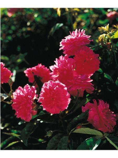 Rosier miniature 'Demitasse®'