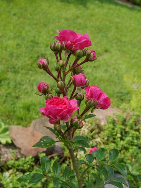 Rosier miniature 'Pepita'