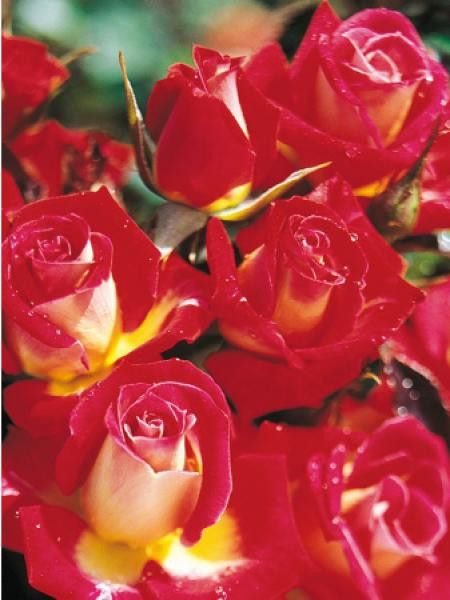 Rosier miniature 'Petite Perfection®'