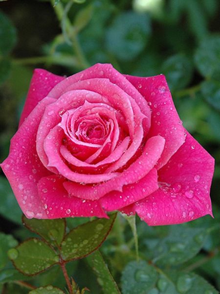 Rosier miniature 'Raspberry Punch®'