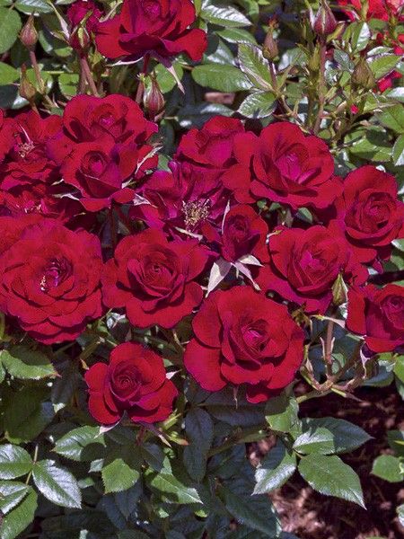 Rosier miniature 'Ruby Ruby '