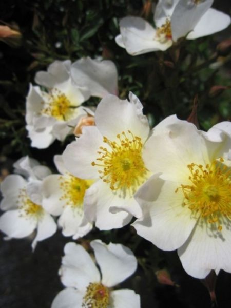 Rosier miniature 'Sonnenroschen'