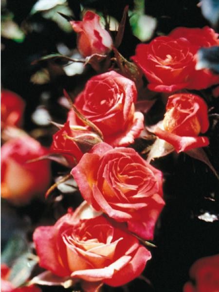 Rosier miniature 'Tropical twist®'