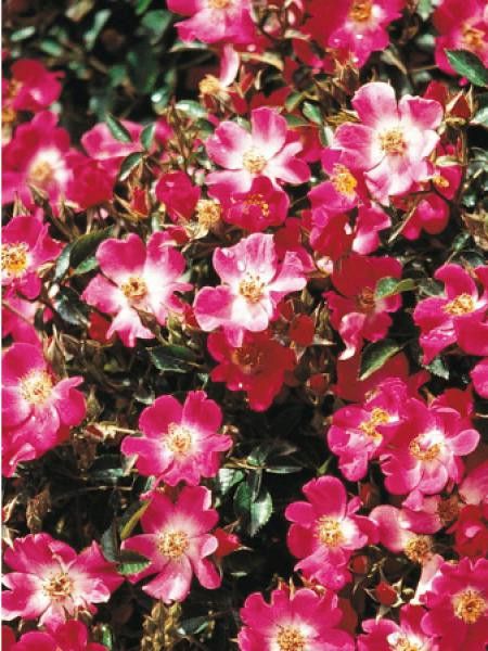 Rosier miniature 'Watermelon Ice®'