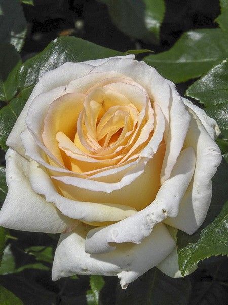 Rosier moderne 'Anastasia'