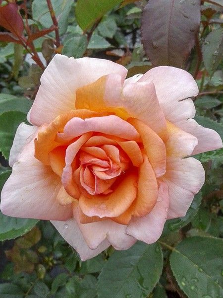 Rosier moderne 'Belle du Seigneur '