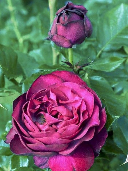 Rosier moderne 'Blue Eden '