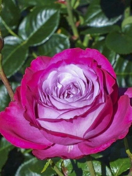 Rosier moderne 'Blue River '