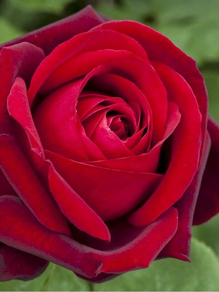 Rosier moderne 'Botero '