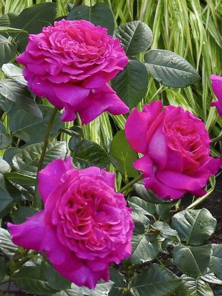 Rosier moderne 'Chartreuse de Parme '