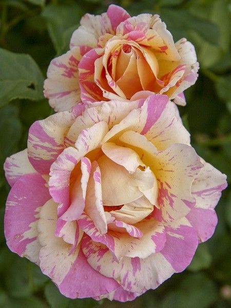 Rosier moderne 'Claude Monet '