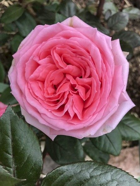Rosier moderne 'Fragonard '