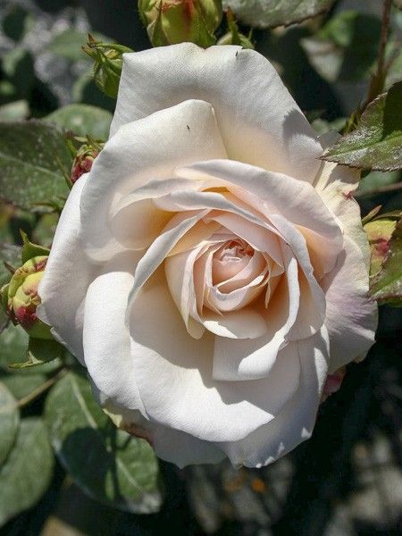 Rosier moderne 'Gruss An Aachen'