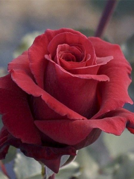 Rosier moderne 'Hacienda '