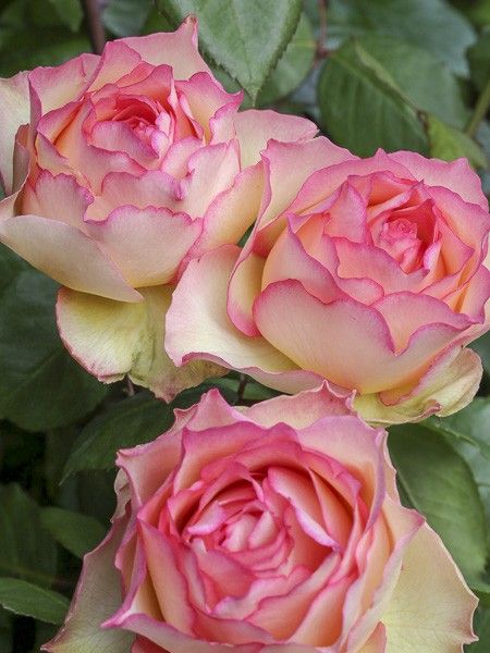 Rosier moderne 'Jalitah'