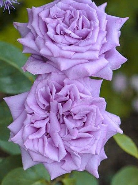 Rosier moderne 'Mamy Blue '