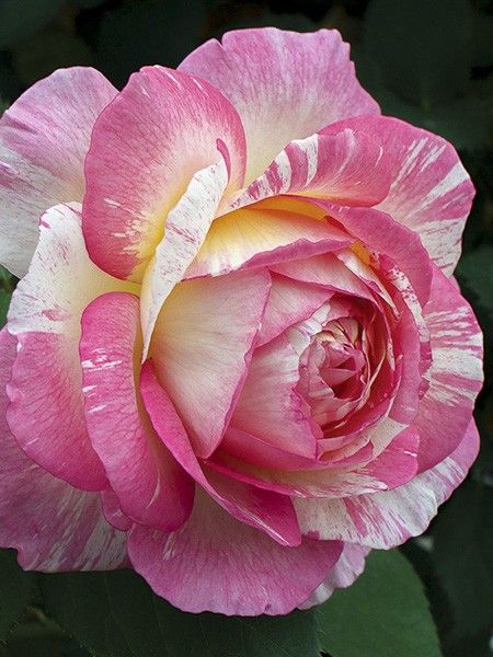 Rosier moderne 'Marc Chagall '