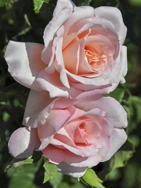 Rosier moderne 'Michele Meilland '